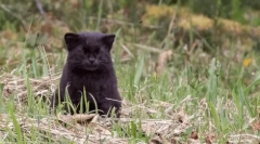 Chilijski kot: mały drapieżnik z ameryki południowej